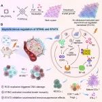 ACS Nano：异步调控的纳米片级联可放大声动力触发的自增强DNA损伤以强化肿瘤免疫治疗