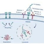 ACS Nano：四面体脱氧核糖核酸工程化多价溶酶体靶向复合物用于增强双重膜蛋白降解