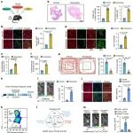 Nat Cell Biol | 中山大学肿瘤防治中心郑健/黄旭东/林东昕揭示心理压力促进胰腺癌新机制