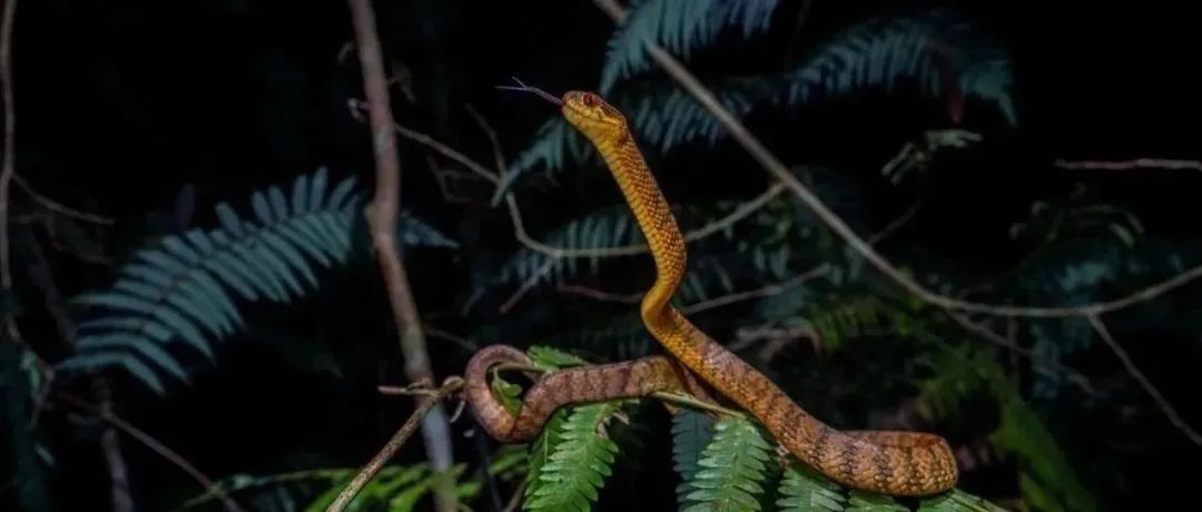 Adv Sci | 成都生物所李家堂团队破解钝头蛇食蜗牛的遗传之谜