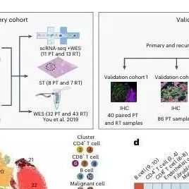 Nature Genet丨中山大学陈明远等团队研究揭示rNPC的放射抗性和免疫逃避机制