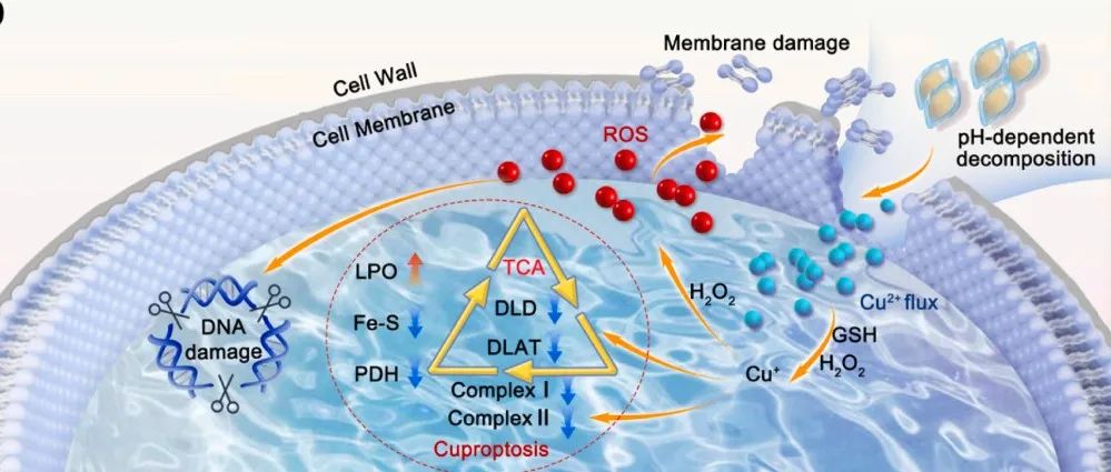 【Biomaterials】通过化学动力学疗法和类铜死亡实现针对深部细菌感染的靶向治疗的自组装铜-氨基酸纳米叶片
