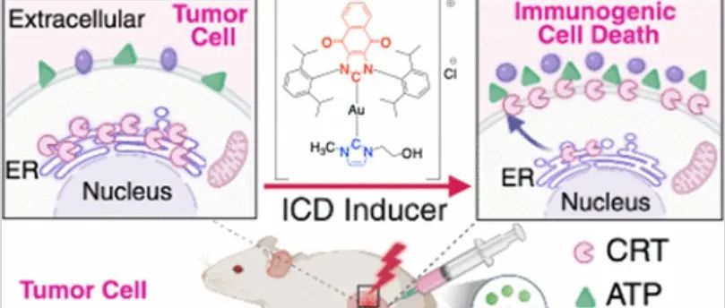 JACS &#166; 水溶性氧化还原活性金(I)双N-杂环卡宾诱导的长效免疫原性细胞死亡&#8203;&#8203;