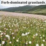 AGEE、Ecological Processes | 成都生物所尹春英团队在青藏高原天然草地牧草供给功能研究中取得进展