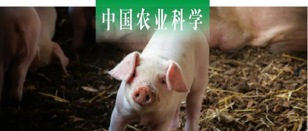 中国农业科学 | 华南农大郭春和课题组构建及评价稳定表达猪源CD163蛋白PK15细胞系