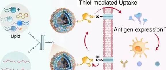 【JACS】绕开内体逃逸屏障：硫醇介导的直接内吞提升脂质纳米颗粒的mRNA递送效率