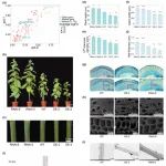 北京林业大学博士生一作在植物科学一区Top期刊（IF=8.1）发表研究成果