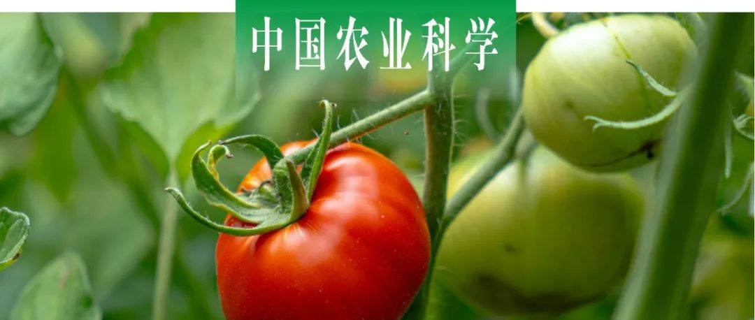 中国农业科学 | 西北农林科技大学杜娅丹课题组探析加气滴灌下施氮对番茄水力特性和光合能力的影响