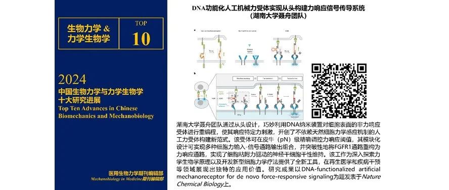 课题组成果入选2024年中国生物力学与力学生物学十大研究进展
