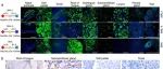 NSR | 中国科学院陈化兰研究发现H5N1病毒可通过“口对奶头”传播侵入奶牛乳腺