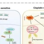 Cell Death Differ | 哈尔滨医科大学袁野/杨磊研究发现m5C在骨肉瘤耐药性中的作用