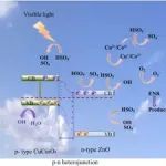 文献速递|天津工业大学JHM:ZnO/CuCo2O4作为PMS的异质光激活剂降解恩诺沙星的性能和机制的深入研究
