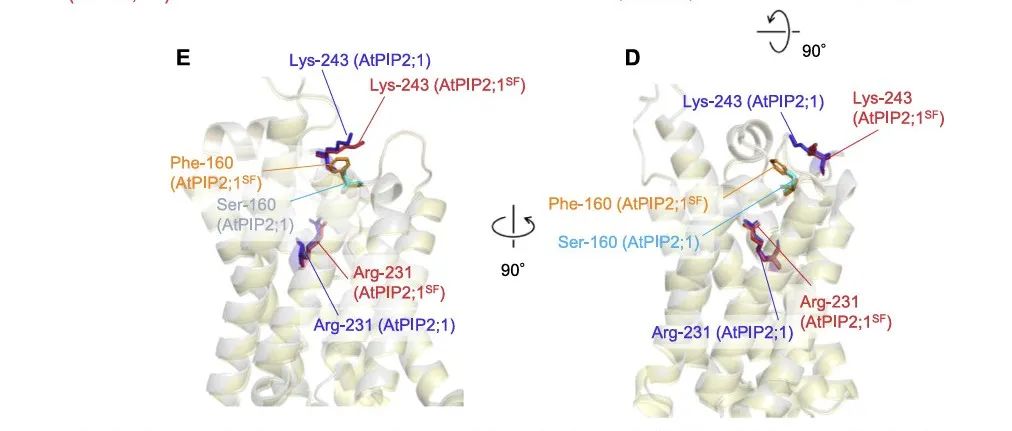 【文献解读】冈山大学资源植物科学研究所Mori团队发现拟南芥PIP2水通道蛋白Loop C区的氨基酸替换改变其二氧化碳通透性
