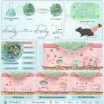 浙江大学周民教授团队《ACS Nano》：工程化微藻细胞外囊泡通过调控线粒体稳态预防放射性皮炎