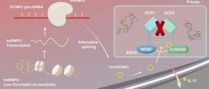 Oncogene丨郑军华/翟炜/王非团队合作揭示circKCNK2-EDC4/IL-11轴调控肾癌骨转移机制