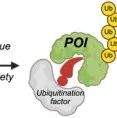 Angewandte Chemie|CDK12/13和BRD4分子胶降解器的合理设计