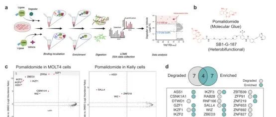 Nature Communications| 揭示CRBN分子胶的隐藏相互作用