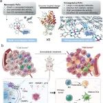 ACS Nano：具有高效声催化活性的过氧化物酶基聚酞菁网络用于实现乳腺癌按需免疫治疗