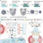 Adv Sci丨北京大学余家阔等团队研究发现Mn/Co-AKT-MPs作为微粒抗氧化剂具有治疗骨关节炎潜力