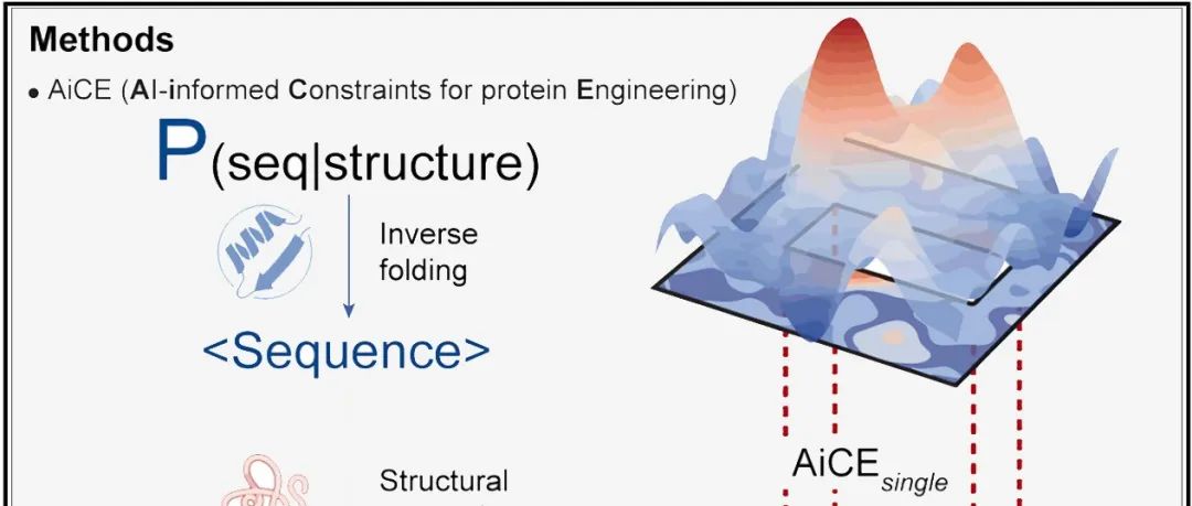 Cell｜中科院遗传与发育生物学研究所高彩霞团队：基于AI的通用蛋白质工程方法