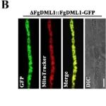 eLife | 南京农业大学侯毅平研究发现线粒体蛋白FgDML1可调节禾谷镰刀菌中DON毒素的生物合成和氰霜唑敏感性