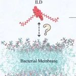熵的博弈：揭示离子液体衍生物的膜攻击机制