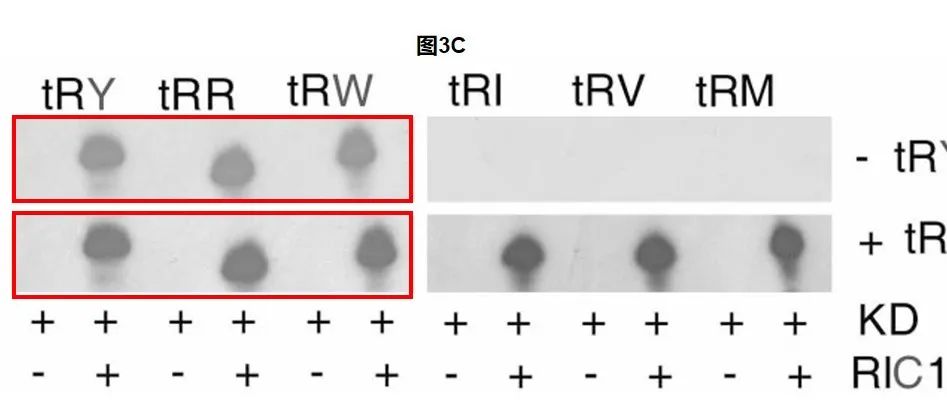 Nature，NCB，Nat Microbiol及PNAS等7篇文章接连被撤回，网友热评：只花10分钟，就能规避图片误用