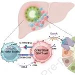 J Hepatol | 上海交通大学尤征瑞等揭示了原发性胆汁性胆管炎的一种致病新机制