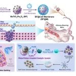AFM：超声/磁强化血脑屏障输运实现压电-芬顿自增强的脑胶质瘤治疗