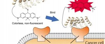 JACS|  基于蛋白质-染料杂合体分子内加成反应的抗原靶向荧光探针设计