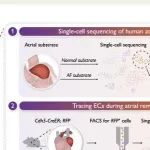 EHJ丨中国医学科学院郑哲等团队研究发现EndOMA 衍生的 TGF-β1 关键调控纤维化功能并促进心房纤维化进展