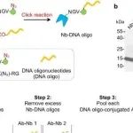 eLife | 罗敏敏等团队研究发现纳米抗体的模块化DNA条形码可实现多路复用原位蛋白质成像和高通量生物分子检测