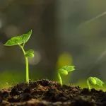 Plant Com | 东北农业大学王傲雪教授综述植物PP2C磷酸酶在抗逆与生长发育中的多重作用