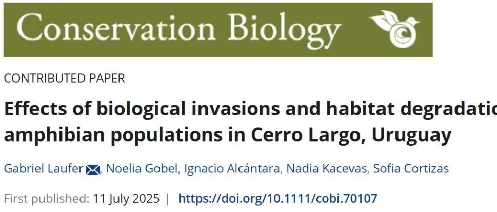 Conservation Biology｜牛蛙入侵加速两栖动物崩溃：11年研究揭示栖息地异质性的有限缓冲作用