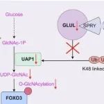 Cell Death Differ | 济宁医学院孟纯阳研究发现GLUL表达在 SOP 患者的 BMSCs 中下调