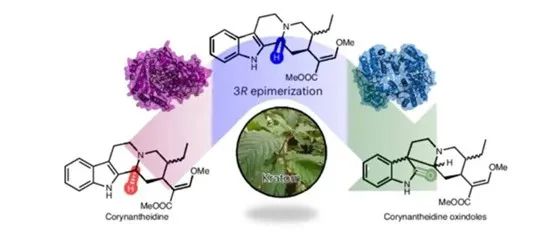 阅读 NCB丨卡痛中单萜烯吲哚生物碱的酶促差向异构化作用