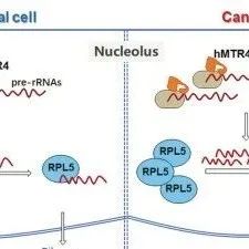 Cell Death Differ | 中山大学谢忱/庄诗美发现hMTR4调控RPL5-MDM2轴，促进p53降解与肿瘤生长