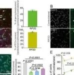 eLife&#160;|&#160;西湖大学贾洁敏等团队研究发现髓系细胞驱动内皮细胞向周细胞的转分化促进了中风后血脑屏障功能的恢复和大脑的自我修复