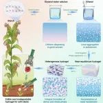浙江大学徐恩波/浙江大学毛国勇 Adv. Sci.：用于软体机器人的超弹性、全组分可食用且可降解的淀粉水凝胶