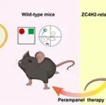 PNAS | 中国科学院昆明动物研究所毛炳宇/盛能印团队合作揭示ZC4H2基因相关智力障碍的致病机理，并提出新的治疗靶点