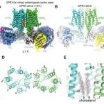 eLife | 北京生命科学研究所郑三多实验室揭示孤儿受体GPR3的二聚化特性以及其变构调节机制