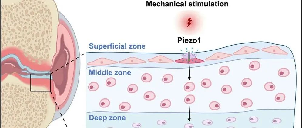 Cell | 同济大学岳锐团队合作揭示Procr&#8314;软骨祖细胞感知机械刺激调控关节软骨维持与再生的新机制