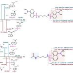 Anal. Chem. | 基于先验知识引导和同位素标记的代谢组学以挖掘新型酰化多胺