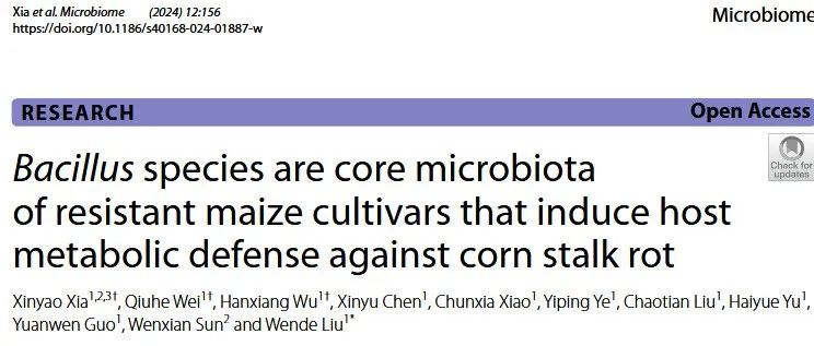 文献分享 | 芽孢杆菌是抗性玉米品种诱导寄主代谢防御玉米茎腐病的核心菌群