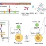 Adv. Mater：信号转导纳米颗粒可实现Siglec-10/G阻断免疫疗法以治疗乳腺癌