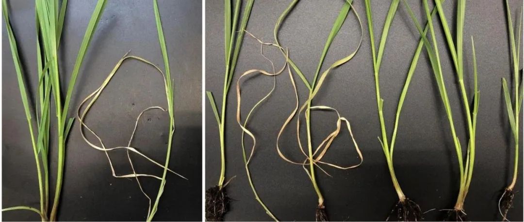 在植物学顶级期刊Molecular Plant、Nature Plants等一区Top期刊上发表论文，这个实验室植物检测项目大全