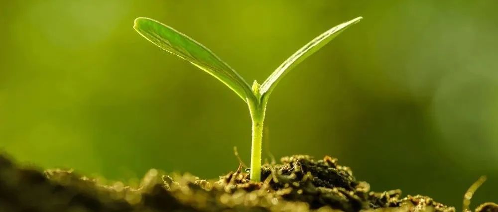 Applied Soil Ecology | 土壤团聚体尺度上硝化和反硝化过程中氮素转化的微生物机制研究进展