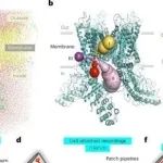 Nat Chem Biol丨中国药科大学于烨等团队研究揭示了辣椒素进入TRPV1香草素位点的途径