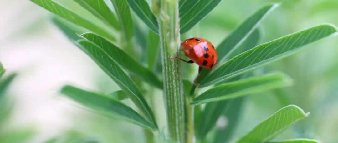 生态前沿研究，多篇免费开放阅读！Ecology Letters 三期特刊合辑