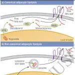 Endocrine Reviews：间歇性禁食如何影响代谢、衰老及骨骼健康？—— 机制与研究展望